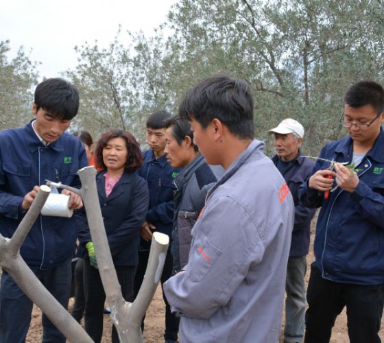 公司從產(chǎn)業(yè)鏈起始端著手，引進(jìn)良種優(yōu)苗，繁育基地苗圃，優(yōu)化樹(shù)種，以?xún)?yōu)質(zhì)的橄欖樹(shù)苗為生產(chǎn)特級(jí)初榨橄欖油提供基礎(chǔ)保障。在以自建萬(wàn)畝國(guó)家標(biāo)準(zhǔn)化油橄欖..