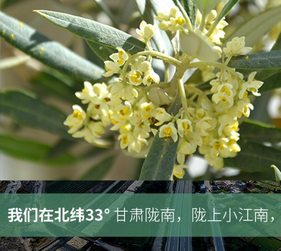武都的氣候、土壤等與地中海沿岸極其相似，同處于世界頂級(jí)油橄欖黃金生產(chǎn)帶（32°58--33°36）年平均氣溫為14.7°，年日照時(shí)數(shù)1911..